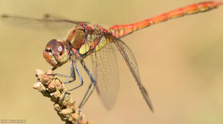 Common Darter