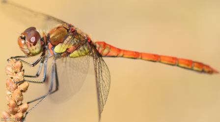 Common Darter