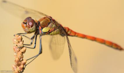 Common Darter