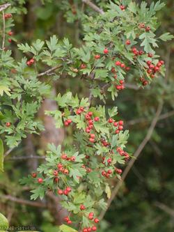 Common Hawthorn type 120