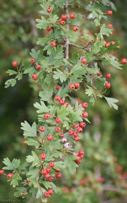 Common Hawthorn type 120