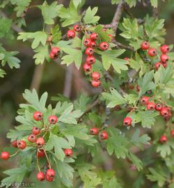 Common Hawthorn type 120
