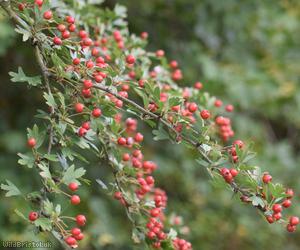 Common Hawthorn type 120