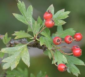 Common Hawthorn type 120