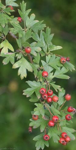 Common Hawthorn type 120