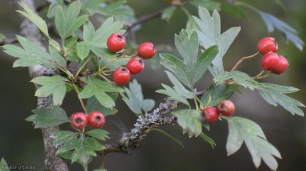Common Hawthorn type 120