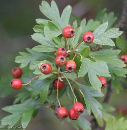 Common Hawthorn type 120