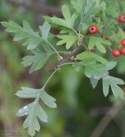 Common Hawthorn type 120