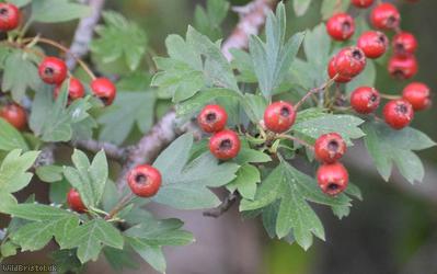 Common Hawthorn type 120