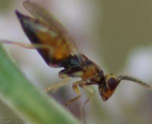 Chalcid Wasp Unidentified 9