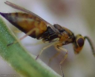 Chalcid Wasp Unidentified 9