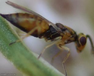 Chalcid Wasp Unidentified 9