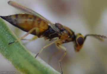 Chalcid Wasp Unidentified 9