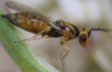 Chalcid Wasp Unidentified 9