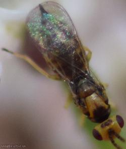 Chalcid Wasp Unidentified 9