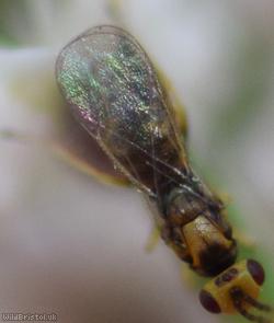 Chalcid Wasp Unidentified 9