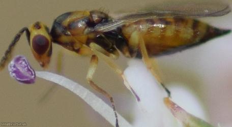 Chalcid Wasp Unidentified 9