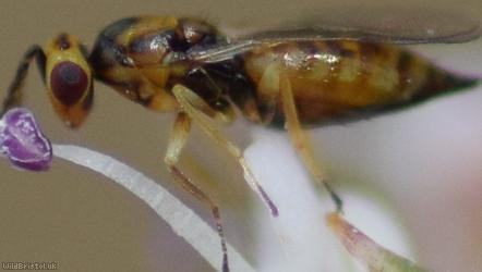 Chalcid Wasp Unidentified 9
