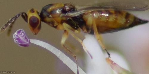 Chalcid Wasp Unidentified 9