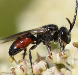 image for Blood Bees