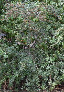 Common Hawthorn type 115