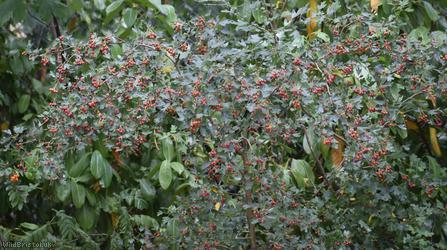 Common Hawthorn type 115