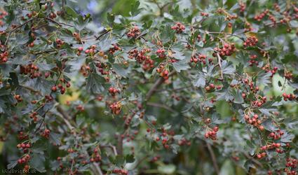 Common Hawthorn type 115
