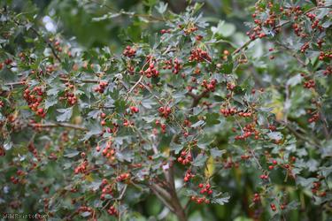 Common Hawthorn type 115