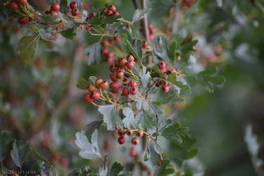 Common Hawthorn type 115