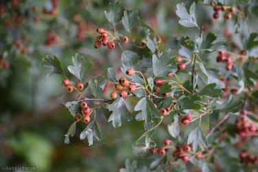 Common Hawthorn type 115