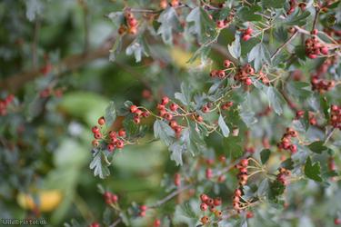Common Hawthorn type 115
