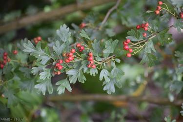 Common Hawthorn type 115