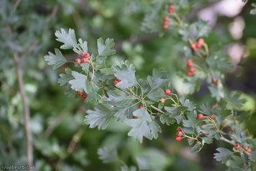 Common Hawthorn type 115
