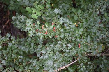 Common Hawthorn type 115