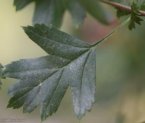 Common Hawthorn type 115