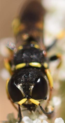 Sharp-shouldered Fly Fox