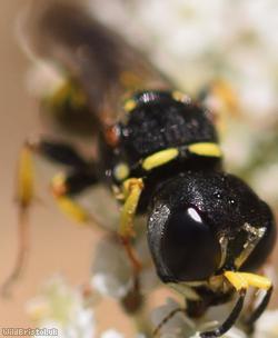 Sharp-shouldered Fly Fox