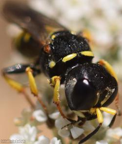 Sharp-shouldered Fly Fox