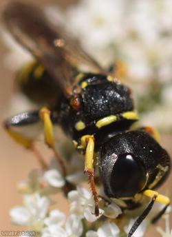 Sharp-shouldered Fly Fox