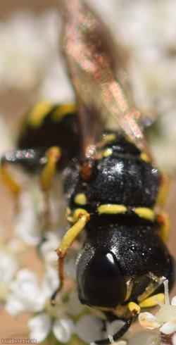 Sharp-shouldered Fly Fox