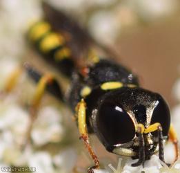 Sharp-shouldered Fly Fox