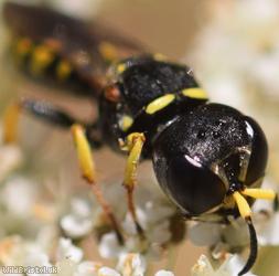 Sharp-shouldered Fly Fox
