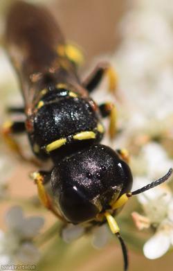 Sharp-shouldered Fly Fox