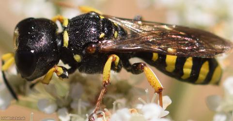 Sharp-shouldered Fly Fox