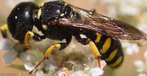 Sharp-shouldered Fly Fox