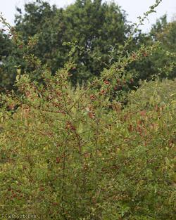 Common Hawthorn type 122