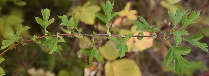 Common Hawthorn type 122