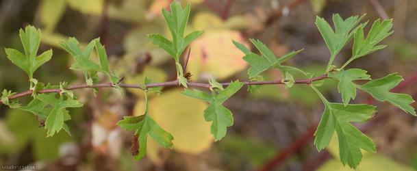Common Hawthorn type 122