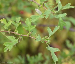 Common Hawthorn type 122
