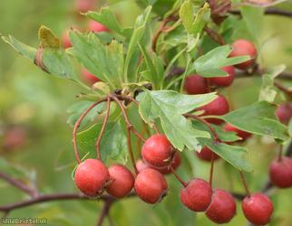 Common Hawthorn type 122